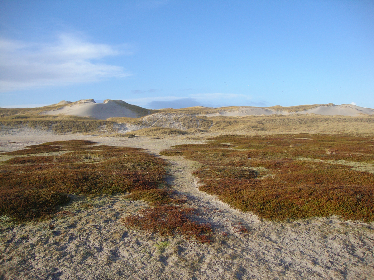 Skodbjerge an der dänischen Nordsee