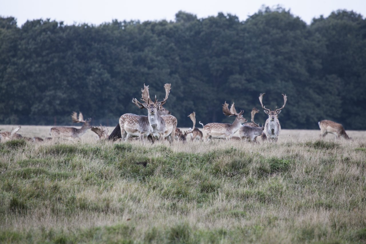 Tiere in freier Natur in Westjütland