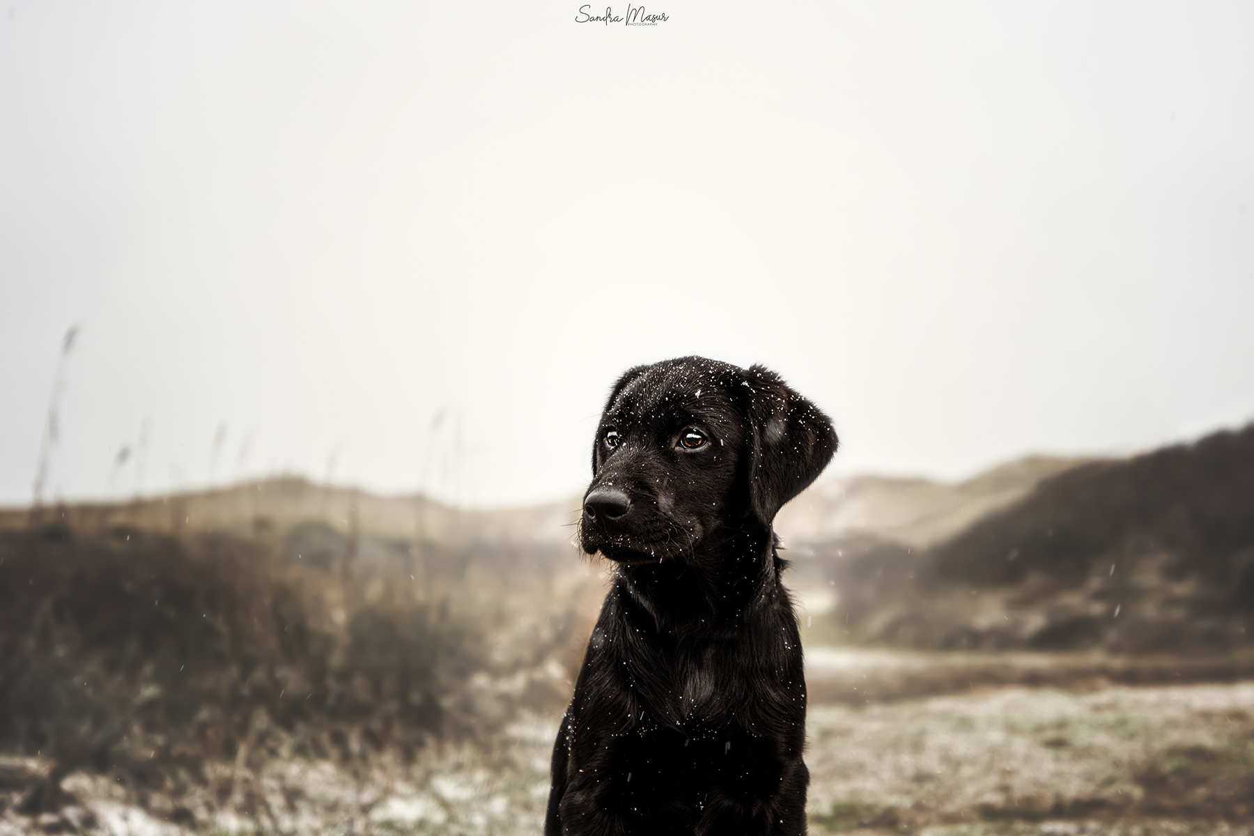 Hund in den dänsichen Nordseedünen