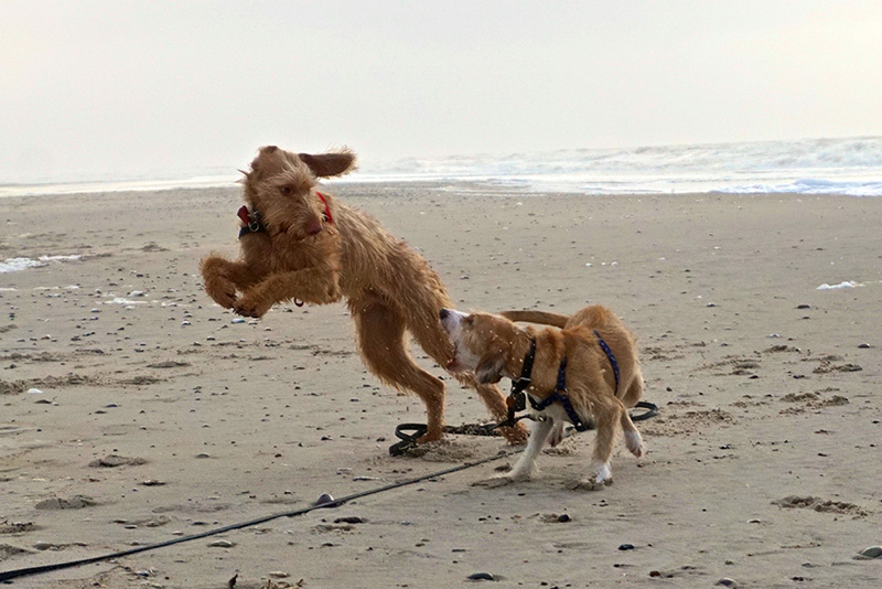 Hunde toben am Strand