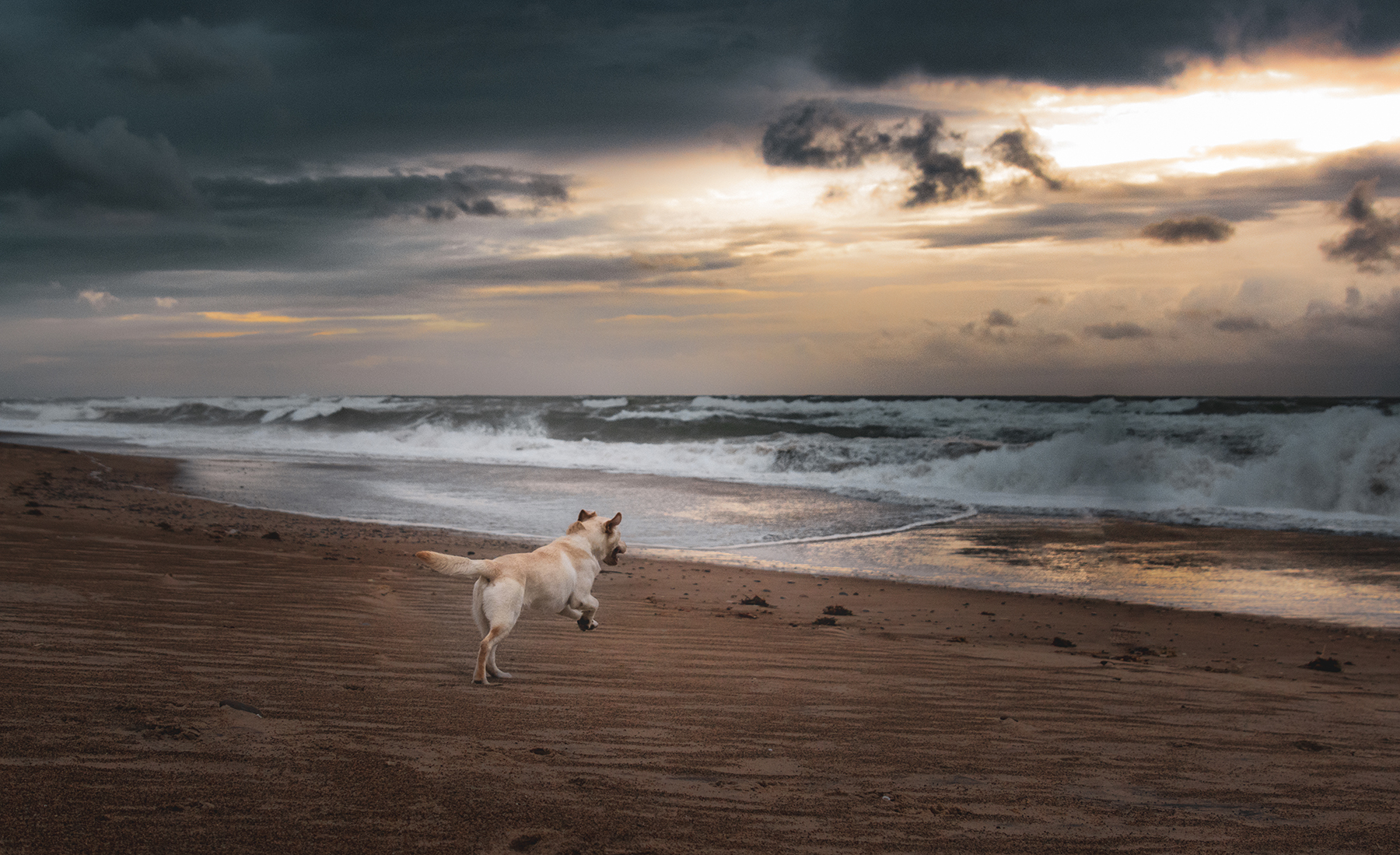 Gassi gehen an der Nordsee