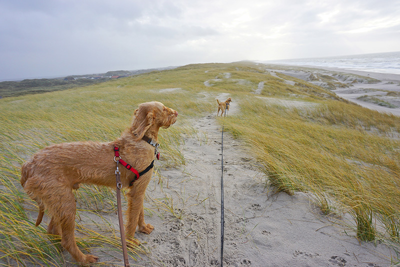 Tierisch guter Ausblick auf den Nordseedünen