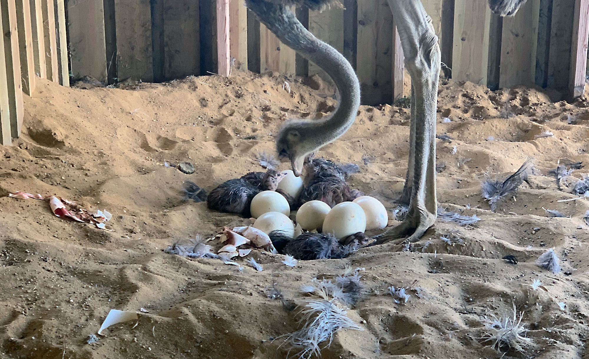 Nachwuchs auf Jettes Straußenfarm