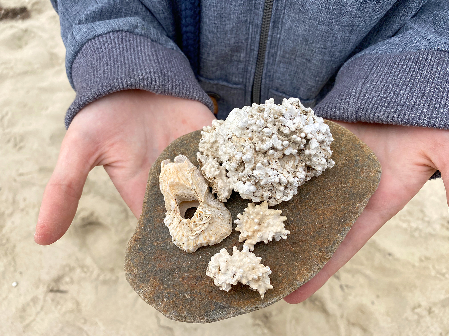 Korallen suchen am Strand von Venoe