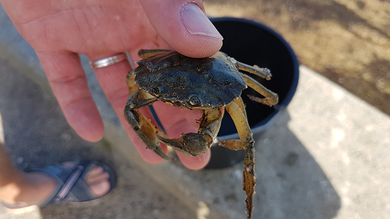 Krabbenfangen an der Nordsee