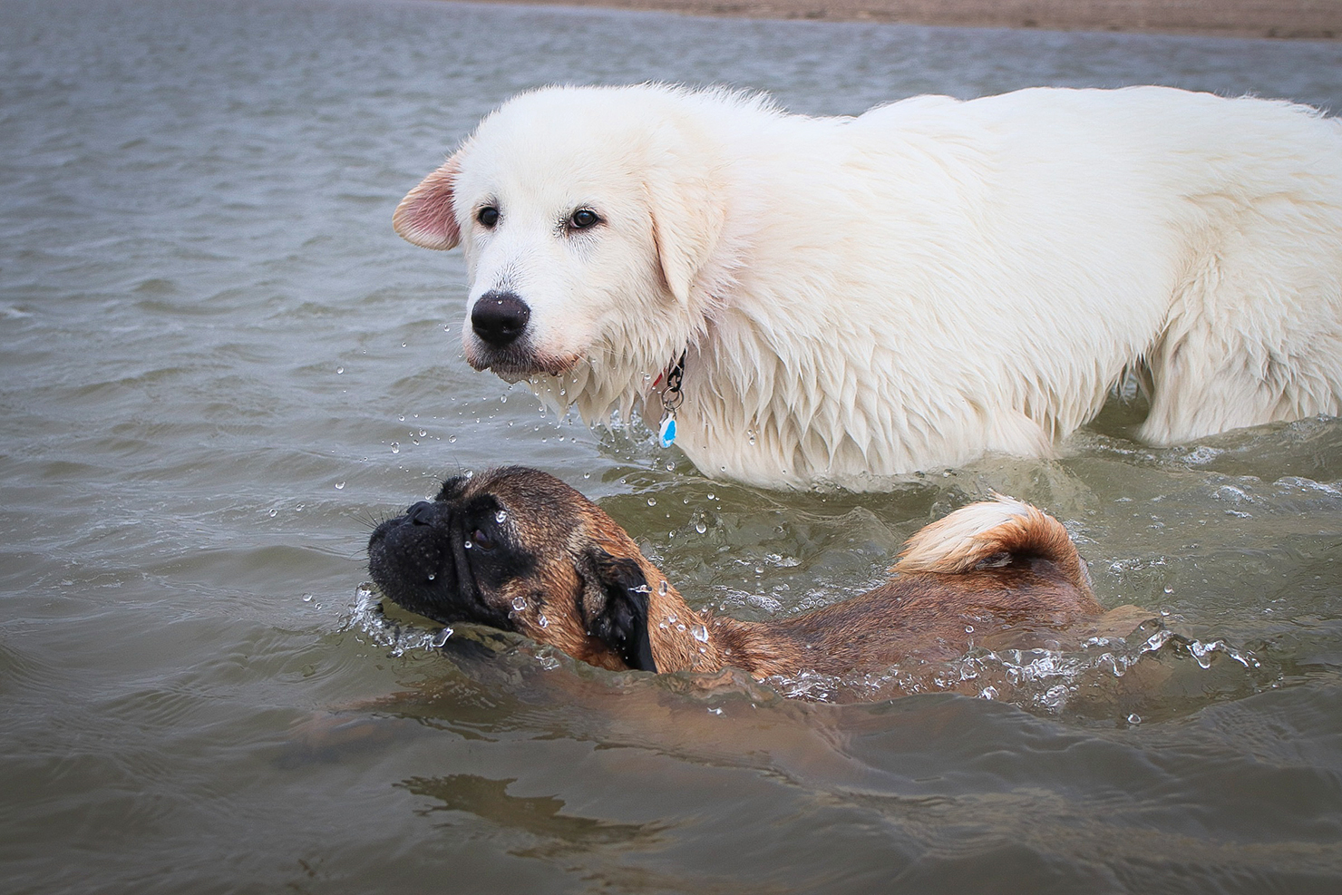 Mit Hunden nach Dänemark reisen