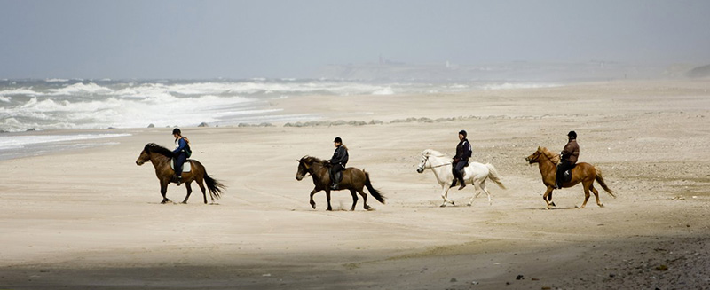 Reiten an der Nordsee in Dänemark