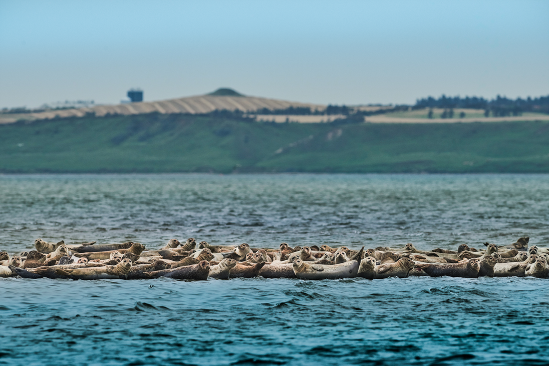 Robbensafari an der dänischen Nordsee