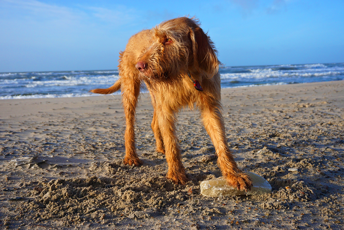 Hundeurlaub am Holmsland Klit