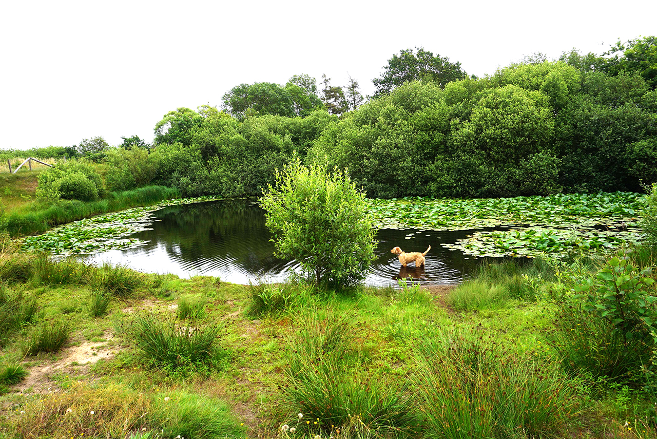 Hundewald in der Skjern Enge