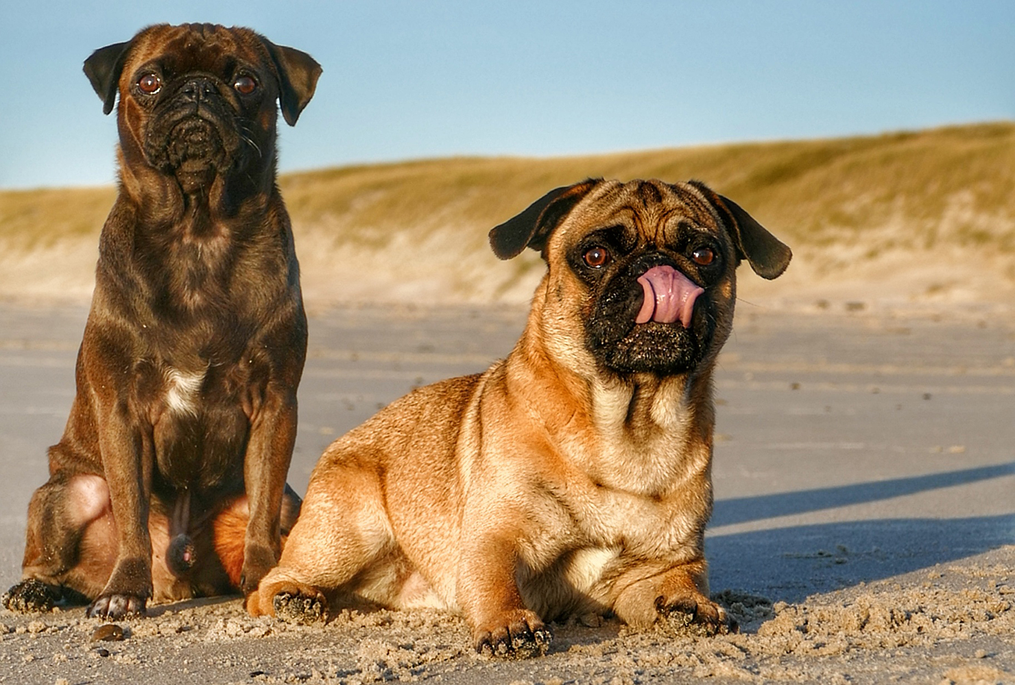 Urlaub mit Hunden in Dänemark