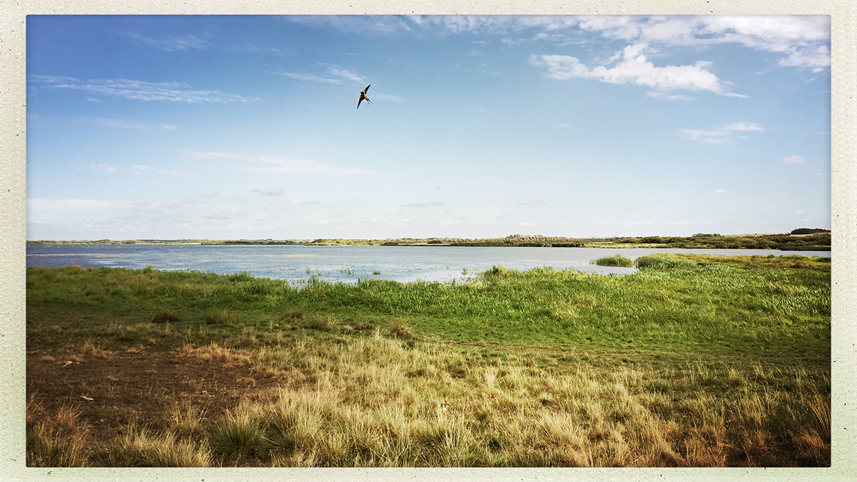 Vogelwelt in der Skjern Enge