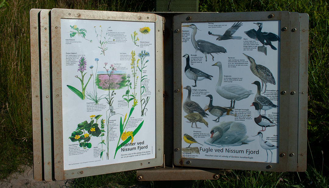 Infotafel am Nissum Fjord